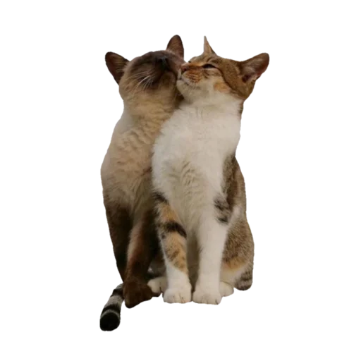 🐈 Стикер «soft» для Telegram