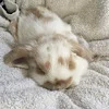 😴 Эмодзи «softness» для Telegram