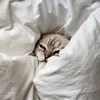 🐱 Эмодзи «softness» для Telegram