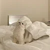 🐱 Эмодзи «softness» для Telegram