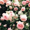 💐 Эмодзи «softness» для Telegram