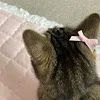 🐱 Эмодзи «softness» для Telegram