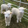 🐑 Эмодзи «softness» для Telegram