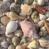 🐚 Эмодзи «softness» для Telegram