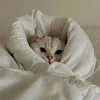 🐱 Эмодзи «softness» для Telegram