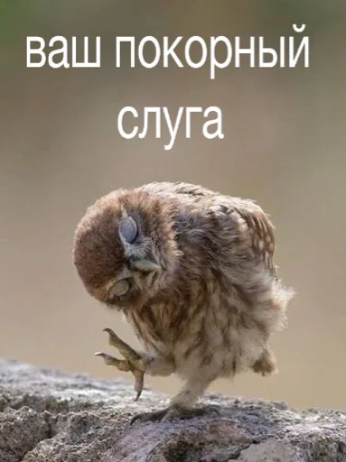😌 Стикер «Сохранёночки» для Telegram