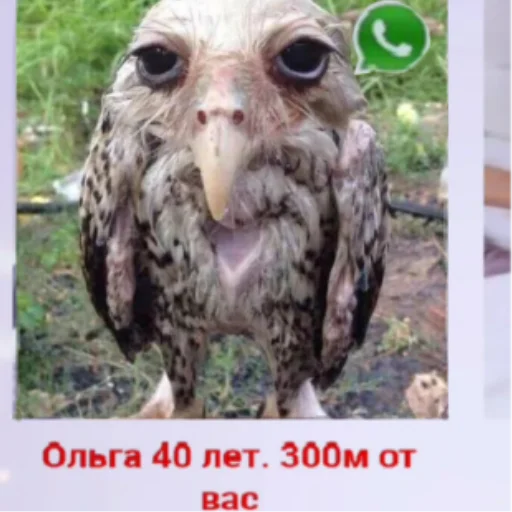 😱 Стикер «Солевая сова» для Telegram