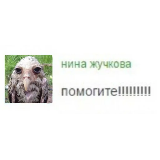 ❗ Стикер «Солевая сова» для Telegram