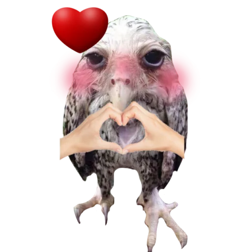 💕 Стикер «Солевая сова» для Telegram