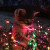 🫧 Эмодзи «some little stuff» для Telegram
