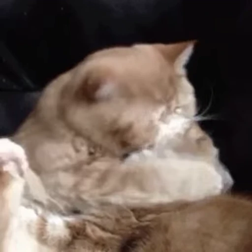 🐱 Стикер «Someneko» для Telegram