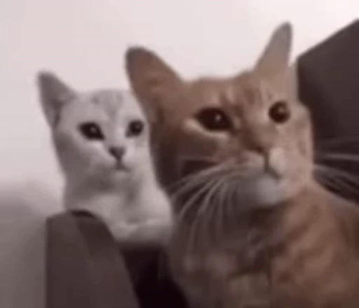 🐱 Стикер «Someneko» для Telegram