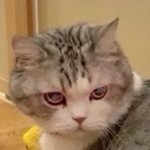🐱 Стикер «Someneko» для Telegram