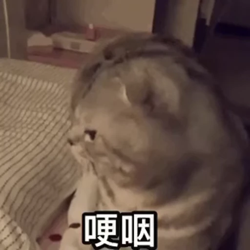 🐱 Стикер «Someneko» для Telegram