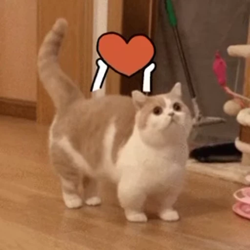 💓 Стикер «Someneko» для Telegram