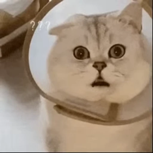 🐱 Стикер «Someneko» для Telegram