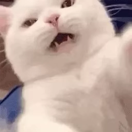 🐱 Стикер «Someneko» для Telegram