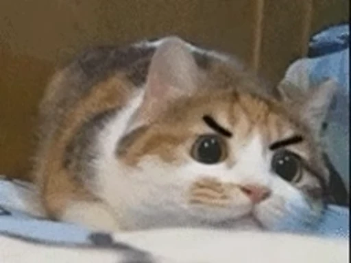 🐱 Стикер «Someneko» для Telegram