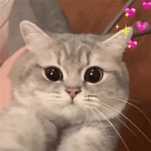 🐱 Стикер «Someneko» для Telegram