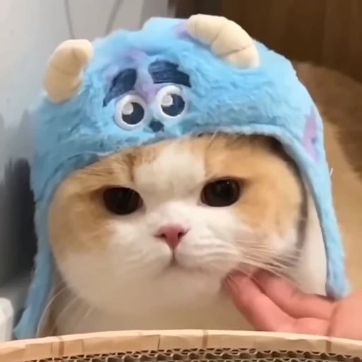 🤔 Стикер «Someneko» для Telegram