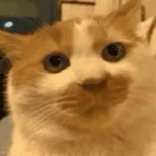 🐱 Стикер «Someneko» для Telegram