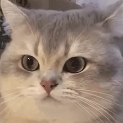 🐱 Стикер «Someneko» для Telegram