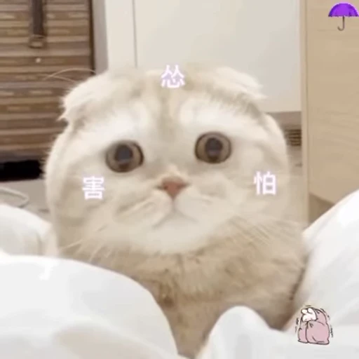 🐱 Стикер «Someneko» для Telegram