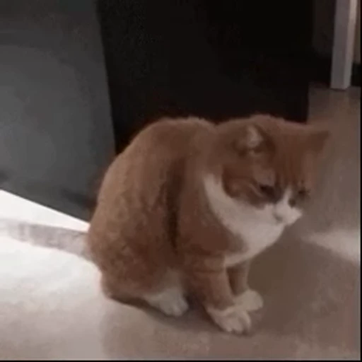 🐱 Стикер «Someneko» для Telegram
