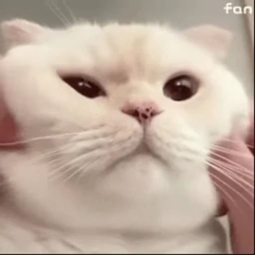🐱 Стикер «Someneko» для Telegram