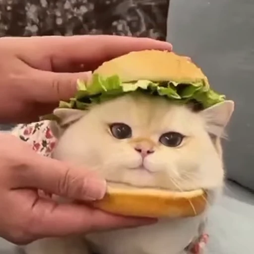 🐱 Стикер «Someneko» для Telegram