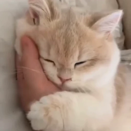 🐱 Стикер «Someneko» для Telegram