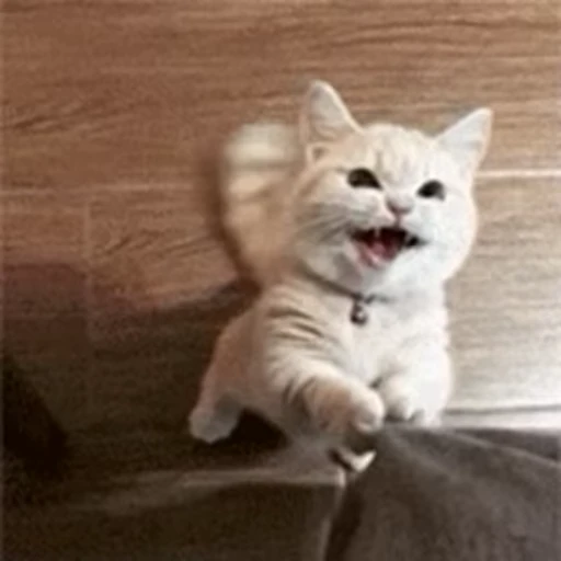 🐱 Стикер «Someneko» для Telegram