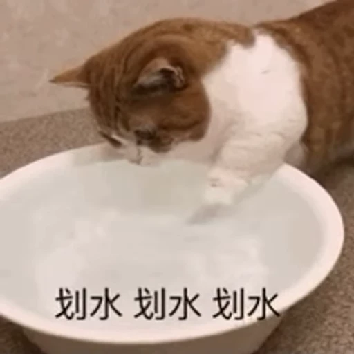 🐱 Стикер «Someneko» для Telegram