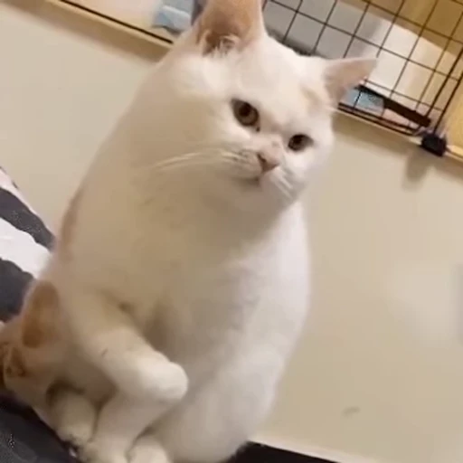 🐱 Стикер «Someneko» для Telegram