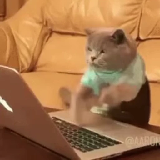 🐱 Стикер «Someneko» для Telegram