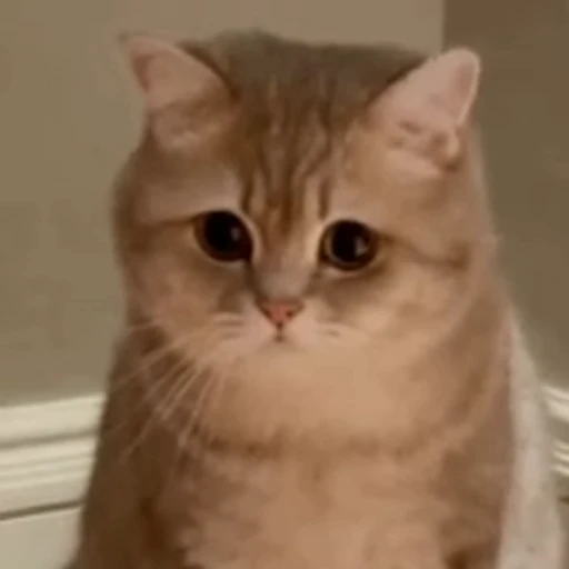 🐱 Стикер «Someneko» для Telegram