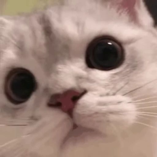 🐱 Стикер «Someneko» для Telegram