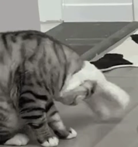 🐱 Стикер «Someneko» для Telegram