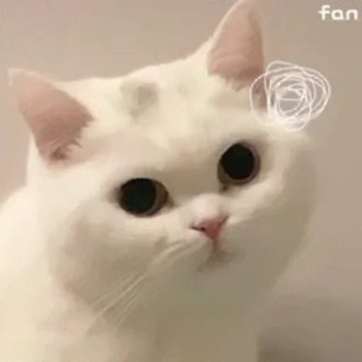 🐱 Стикер «Someneko» для Telegram