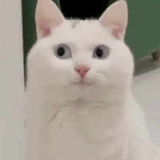 🐱 Стикер «Someneko» для Telegram