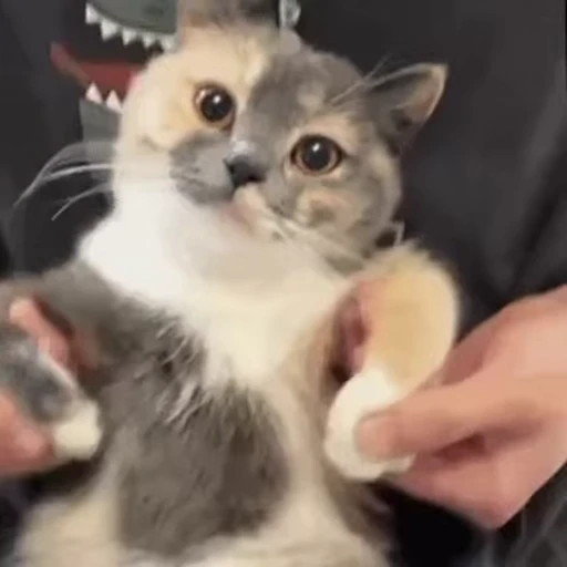 🐱 Стикер «Someneko» для Telegram