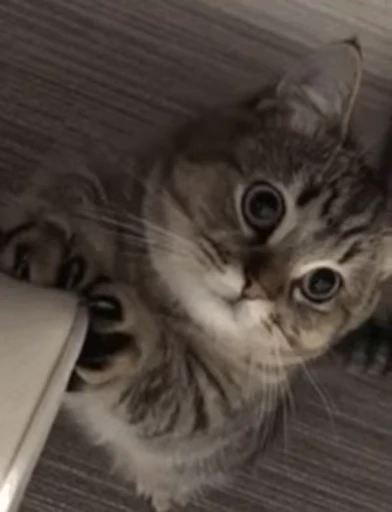 🐱 Стикер «Someneko» для Telegram