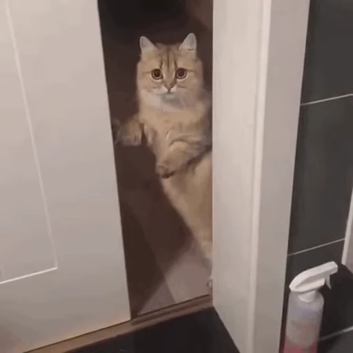 🐱 Стикер «Someneko» для Telegram