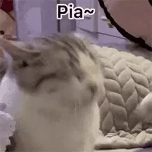 🐱 Стикер «Someneko» для Telegram