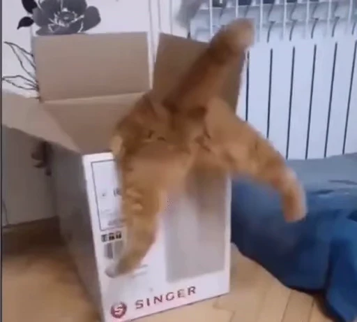 🐱 Стикер «Someneko» для Telegram