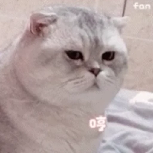 🐱 Стикер «Someneko» для Telegram
