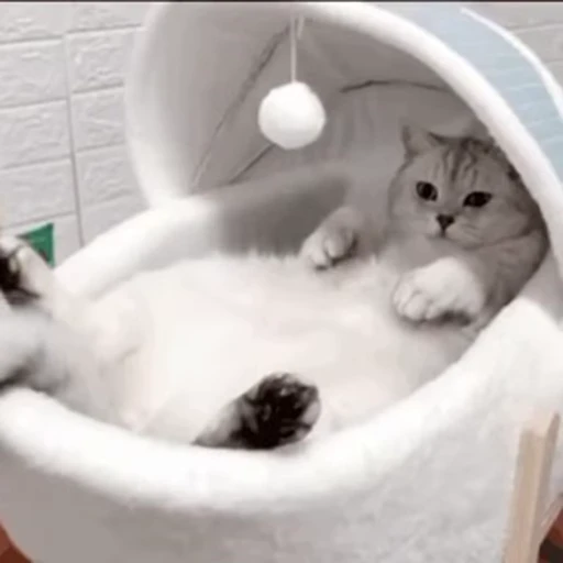 🐱 Стикер «Someneko» для Telegram