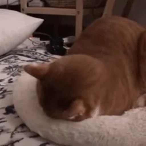 🐱 Стикер «Someneko» для Telegram