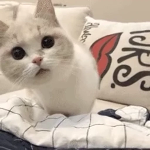 🐱 Стикер «Someneko» для Telegram