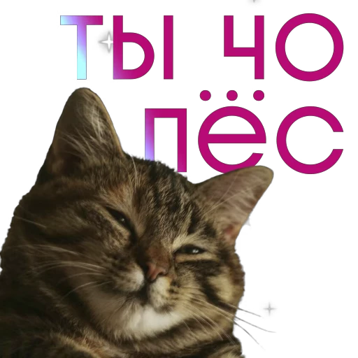 🖕 Стикер «Some Videocards» для Telegram